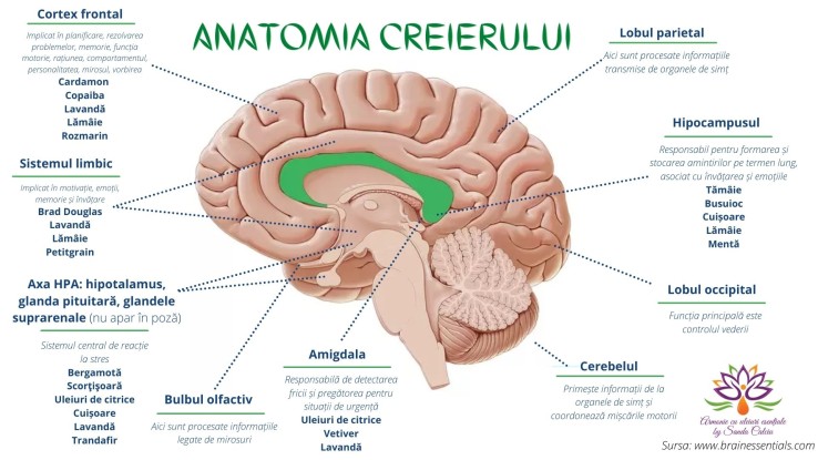 Anatomia creierului si uleiurile esentiale